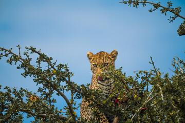  Leopard eats its prey on a tree in the Savanna of Kenia, Masai Mara