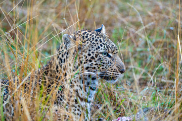 Leopard in the savannah of Kenya, Masai Mara