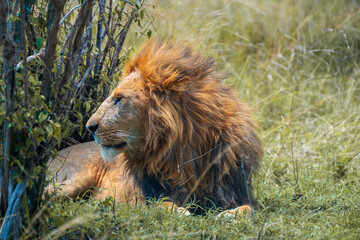 Lion lies in the savannah of Kenya, Masai Mara
