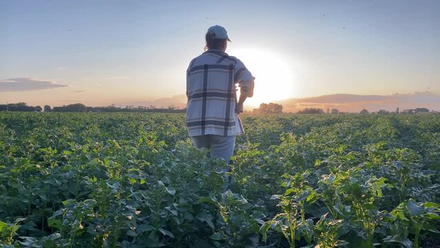 Silhouette woman farmer walking through rows potato field immersed in ambiance of summer sunset. Female agronomist embraces landscape of scenic agricultural field basking in enchantment of golden hour