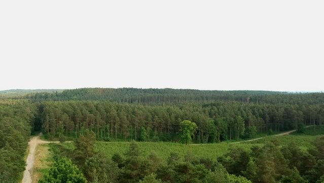 360 Aerial Drone View Of Forest With Long Pathway