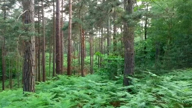 Track Dolly Side Angle Of Deep Lush Forest