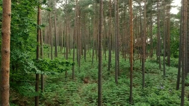 Aerial Drone Of Deep Forest Scaling To The Top
