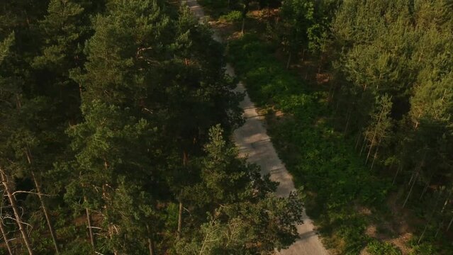 Aerial Drone Footage Over Forest In The Evening
