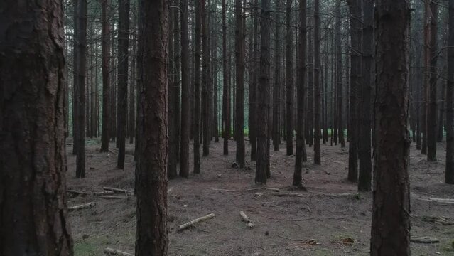 Dolly Track Through Large Dead Trees In Forest
