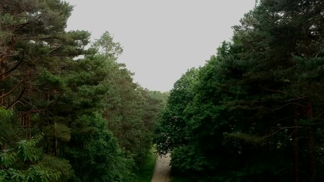 Aerial Drone Footage Of Long Forest Pathway