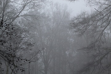 trees in the fog