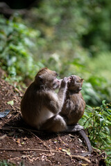 Baby Macaca fascicularis or long tailed monkey with its mother.
