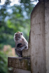 Baby Macaca fascicularis or long tailed monkey with its mother.