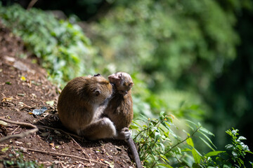 Baby Macaca fascicularis or long tailed monkey with its mother.