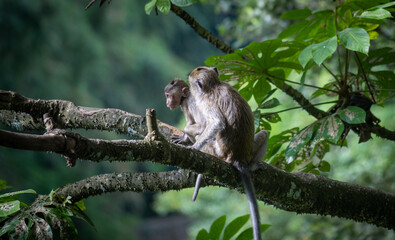 Baby Macaca fascicularis or long tailed monkey with its mother.