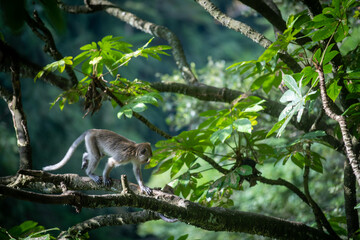 Baby Macaca fascicularis or long tailed monkey with its mother.