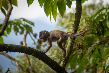 Baby Macaca fascicularis or long tailed monkey with its mother.