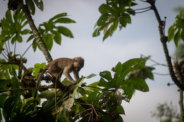 Baby Macaca fascicularis or long tailed monkey with its mother.