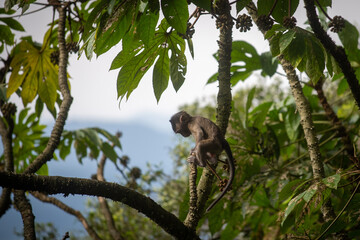 Baby Macaca fascicularis or long tailed monkey with its mother.