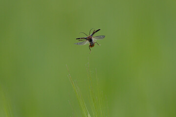 Gemeiner Weichkäfer (Cantharis fusca)