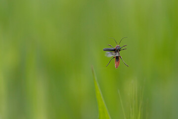 Gemeiner Weichkäfer (Cantharis fusca)