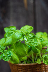 fresh basil in the garden