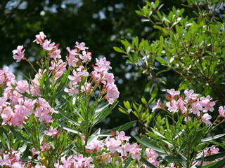 開花したキョウチクトウ