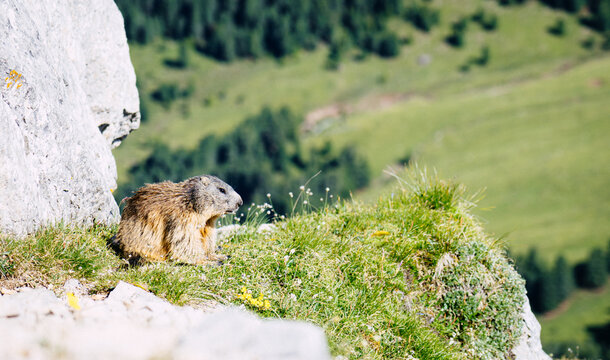 Dolomiti wild marmot warming up on a rock