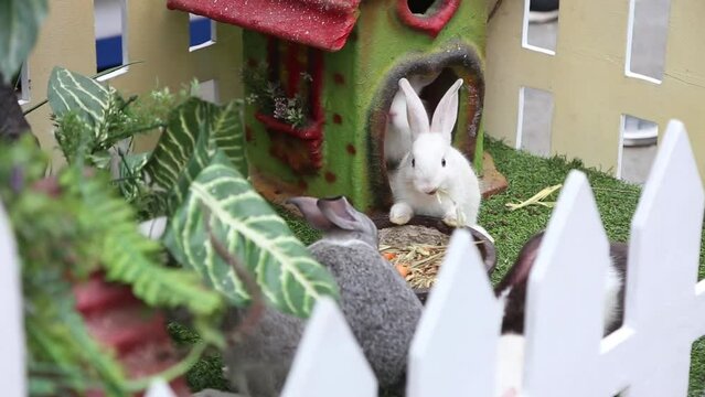 The rabbits are eating in the rabbit house area