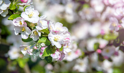 appletree blossom branch in the garden in spring
