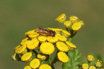 Marmalade hoverfly (Episyrphus balteatus), family Syrphidae on flowers of Tansy (Tanacetum vulgare). Family Asteraceae. Dutch garden. Netherlands, July                            