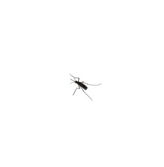 One black adult mosquito on a transparent background