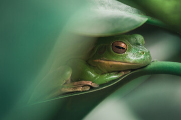 Grüner Frosch im Dschungel - 622195143