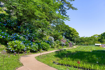 神奈川県小田原市　あじさいシーズンの小田原城
