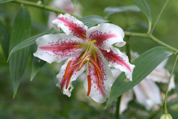 ベニスジヤマユリ