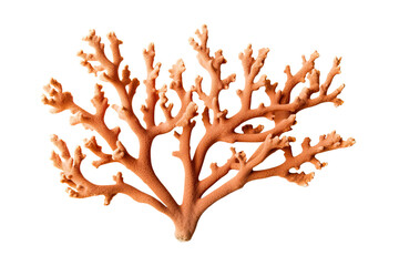 Staghorn Pocillopora coral, on transparent background (PNG). Generative AI.