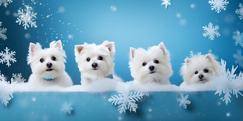 Cute Adorable Fluffy White Spitz Dog Puppies
Lovely White Spitz Puppies
Fluffy Spitz Dog Puppies AI Generated - obrazy, fototapety, plakaty