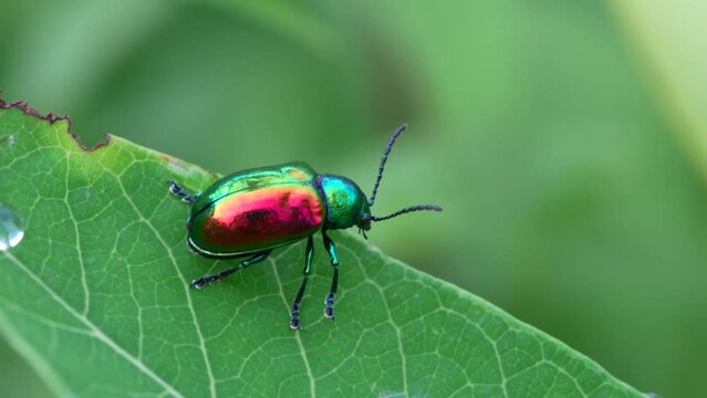 A macro video of a dogbane leaf beetle on a leaf.