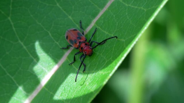 A macro video of a red milkweed beetle on the leaf of a milkweed plant.