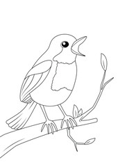 Robin Bird on the twig, coloring page for kids, vector black and white line drawing isolated white background