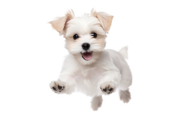 White Terrier Puppy - Isolated on White