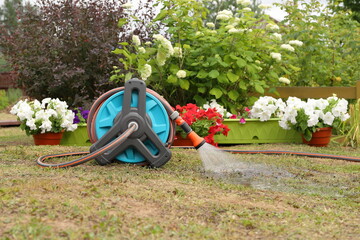 Watering flowers and plants in summer garden by the hose reel and sprayer nozzle. 