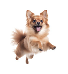 Leaping Pomeranian - Isolated on White