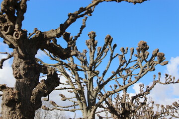 Arbol