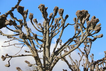Arbol