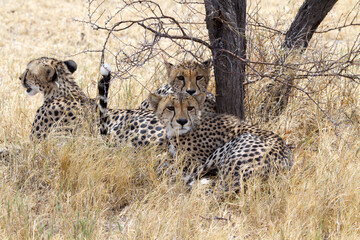 cheetahs in nxai pan, botswana