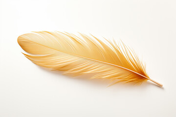 Feather of a bird on a white background, close-up
