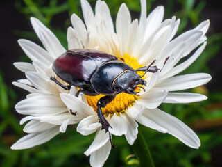 A female stag beetle with small horns sits on a white chamomile flower. A rare protected insect
