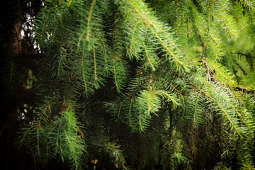 Close up of fir tree in the forest