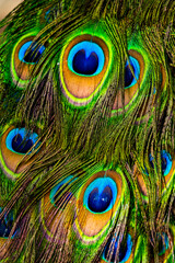 Detail of the beautiful and colorful plumage of a peacock