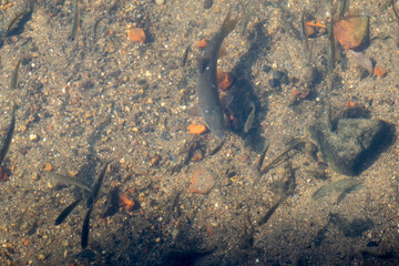 A school of small common barbels underwater feeding stirring the sandy bottom of a river, European nature. - obrazy, fototapety, plakaty