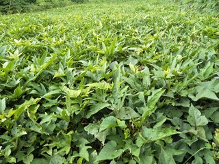 sweet potato natural plant that has many benefits and can be processed into other foods