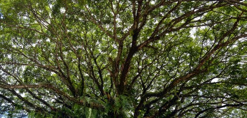 branches of a tree in the wind