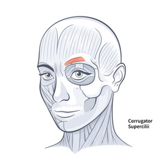 Woman Face Corrugator Supercilli Deep Muscle illustration